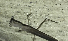 Litaneutria pacifica