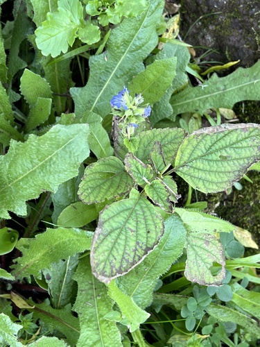 Salvia hispanica