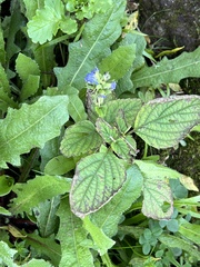 Salvia hispanica