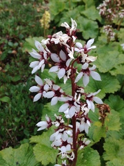 Boykinia richardsonii