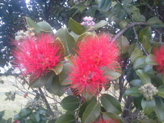 Metrosideros collina