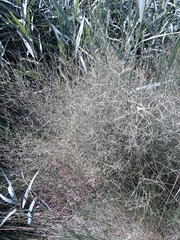 Asparagus maritimus