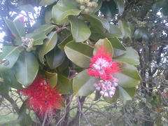 Metrosideros collina