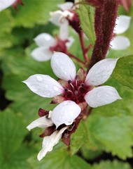 Boykinia richardsonii