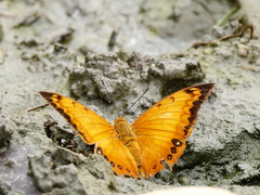 Charaxes marmax