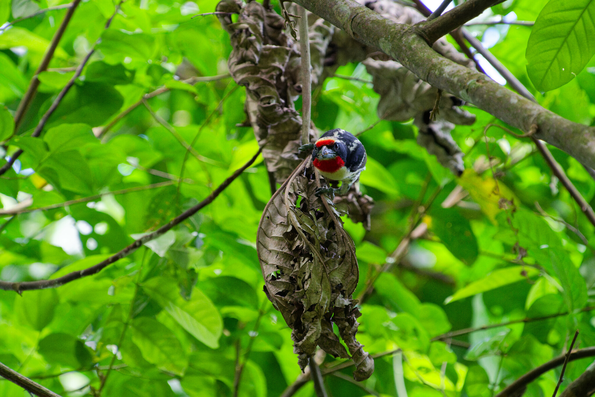Black-spotted Barbet (Capito niger), photo 10