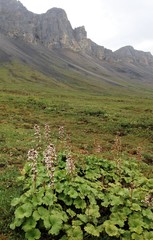 Boykinia richardsonii