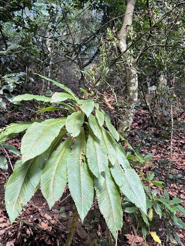 Musschia wollastonii, photograph 4