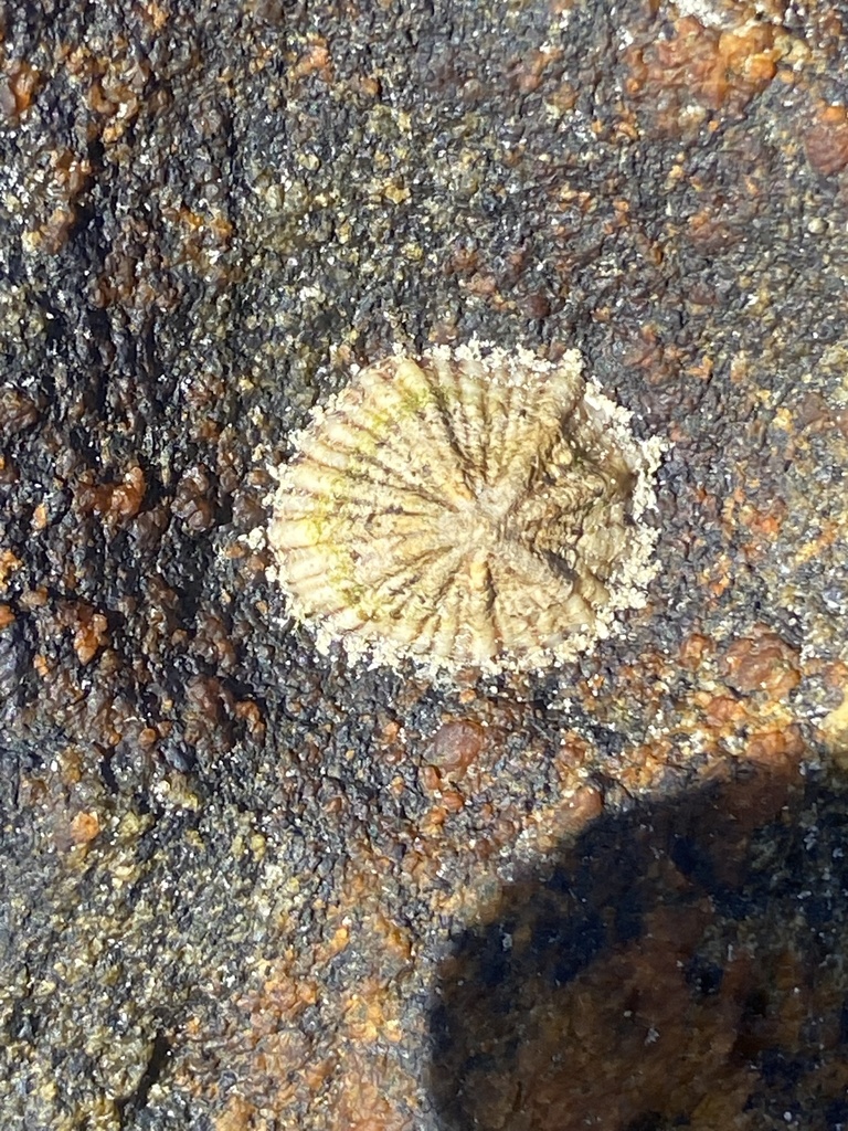 Siphonaria hispida