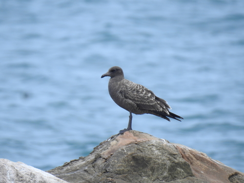 Heermann's Gull (Larus heermanni)