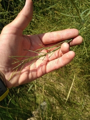 Asparagus maritimus