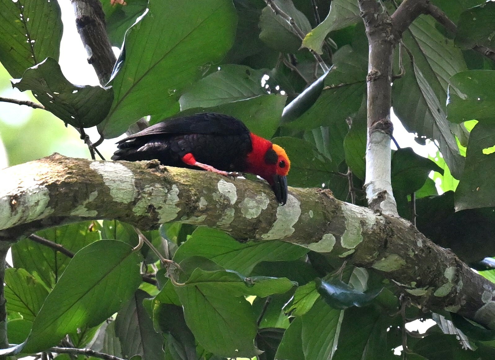 Bornean Bristlehead (Pityriasis gymnocephala), photo 8
