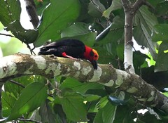 Bornean Bristlehead photo 3