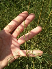 Asparagus maritimus