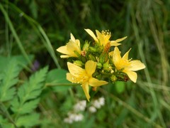 Hypericum montanum