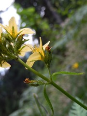 Hypericum montanum