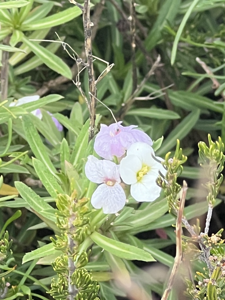 Erysimum bicolor (Erysimum bicolor)