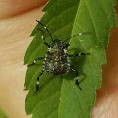 Halyomorpha halys
