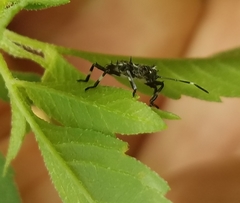 Halyomorpha halys