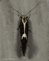 Polix coloradella