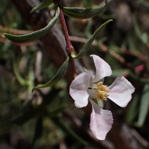Image of Fendlera rupicola by (c) Dominic McLean, some rights reserved (CC BY)