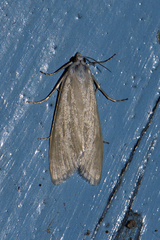 Scirpophaga