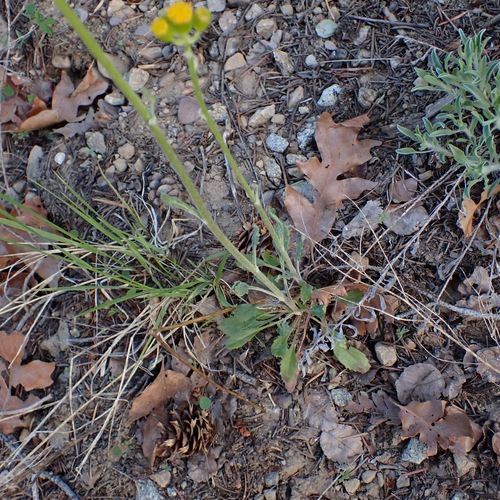 Image of Packera neomexicana by (c) Dominic McLean, some rights reserved (CC BY)