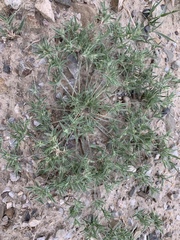 Munroa squarrosa