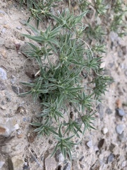 Munroa squarrosa