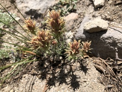 Castilleja nana