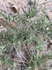 Munroa squarrosa
