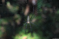 Nephila pilipes