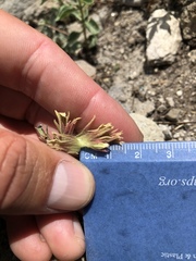 Castilleja nana