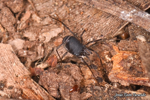 Nemastomella hankiewiczii