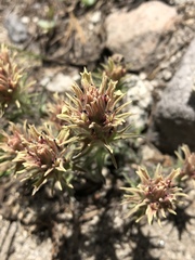 Castilleja nana