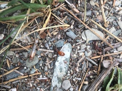 Formica subpolita