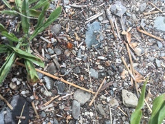 Formica subpolita