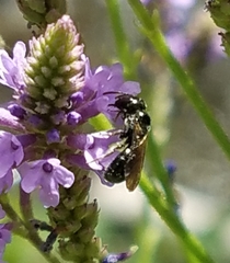 Zadontomerus