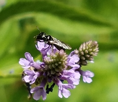 Zadontomerus