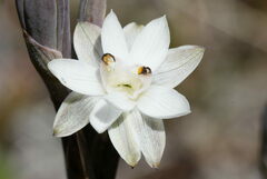 Long-leaved Sun Orchid (Thelymitra longifolia)