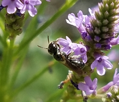 Zadontomerus