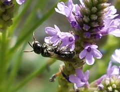 Zadontomerus