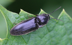 Hemicrepidius hirtus