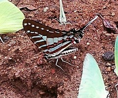 Graphium nomius