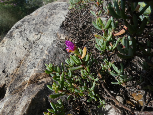 Image of Lampranthus pauciflorus by (c) Sean Hartnett, some rights reserved (CC BY)