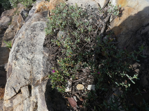 Image of Lampranthus pauciflorus by (c) Sean Hartnett, some rights reserved (CC BY)