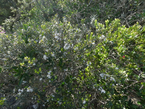 Image of Agathosma ovata by (c) Sean Hartnett, some rights reserved (CC BY)