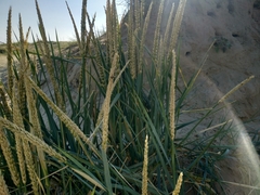 Leymus racemosus
