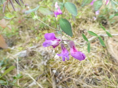 Lathyrus humilis