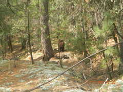 Ursus americanus machetes